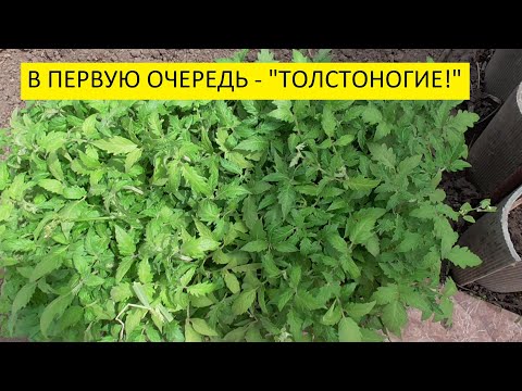 Видео: Мои любимые "толстоногие" томаты! Какие сорта я высажу на завалинках? Ольга Чернова.