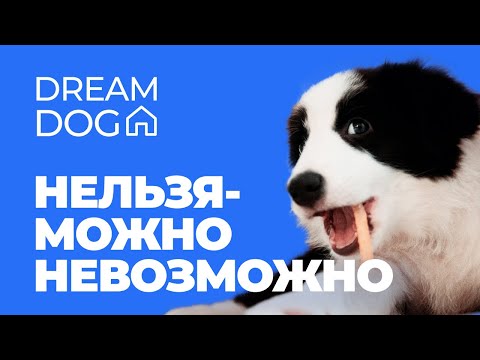 Видео: Главная ошибка в команде Фу 🐶 Почему нельзя не работает