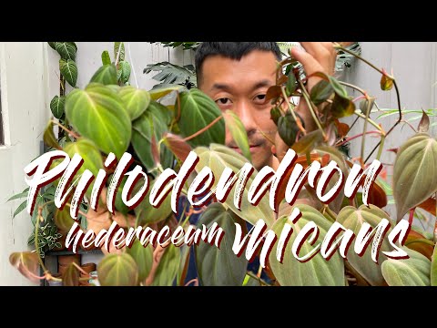 Видео: Выращивайте и размножайте Philodendron Hederaceum «Micans» как профессионал!