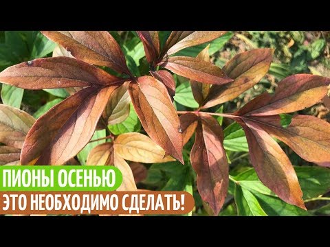 Видео: ОСЕННИЙ УХОД И ПОДКОРМКА ПИОНОВ ПЕРЕД ЗИМОВКОЙ. Мои цветы. Мой опыт.