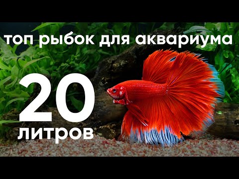 Видео: Топ рыбок для аквариума для 20 литров