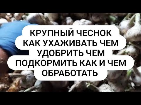 Видео: Как вырастить крупный чеснок. Без подкормок любых обработок БЕЗ ухода.