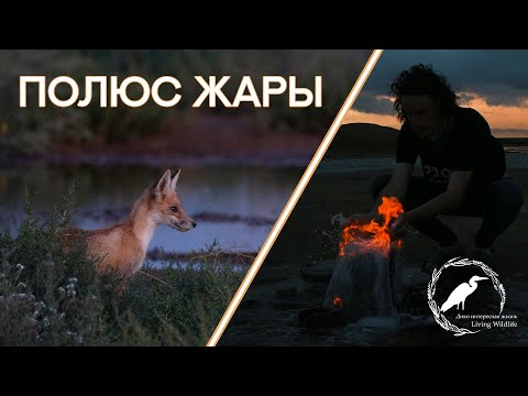 Видео: КАЛМЫКИЯ 2023 | Часть 2 - Полюс жары. Съёмки лис, сайгаков, зелёных щурок, волков
