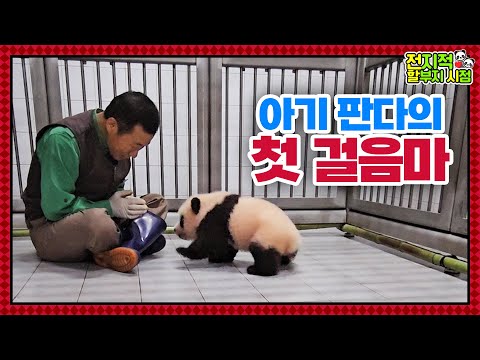 Видео: (SUB) Трогательные первые шаги маленькой панды🐼│Мир панд
