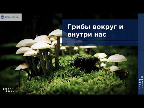 Видео: Грибы вокруг и внутри нас