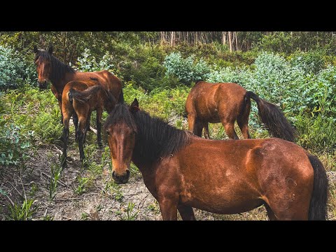 Видео: 5й день Камино. Виена де Костела - Каминья .