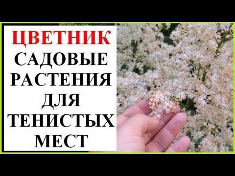 Видео: Что посадить в тени?