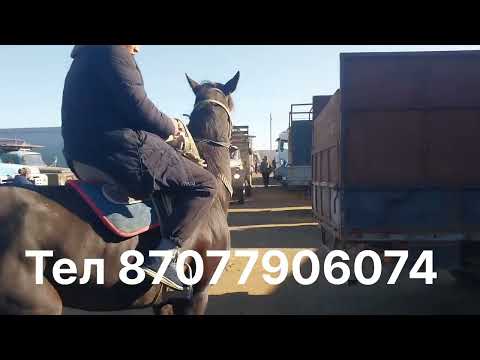 Видео: Бүгінгі Тараз мал базарына От🔥Айғырлар/ 🍋 жылқылар/Сұлу Полтарашка келді