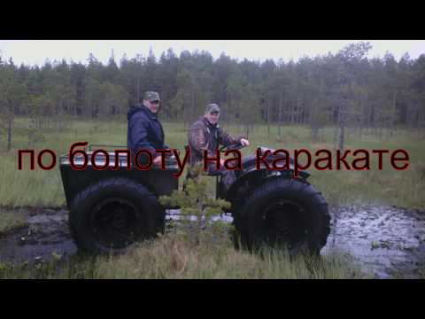 Видео: по болоту на каракате