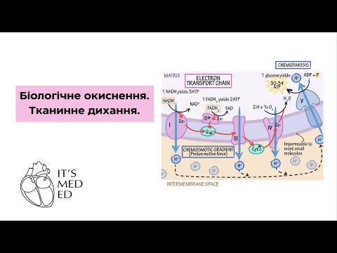 Видео: Біохімія. Біологічне окиснення. Тканинне дихання.