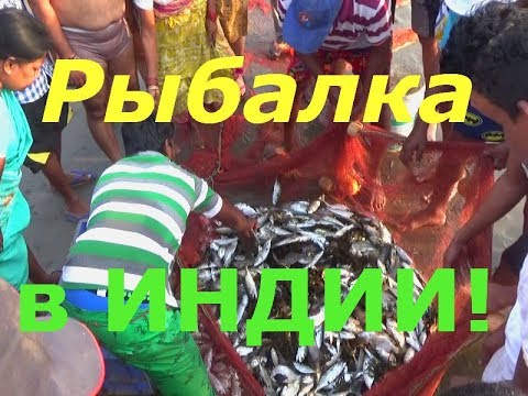 Видео: Рыбалка в Индии! Как рыбачат местные!