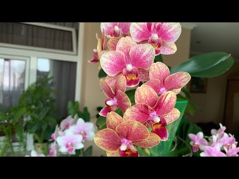 Видео: Безконечно цветут и радуют нас пышным и ароматным цветением !🌸🌿🌸