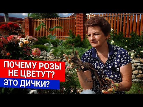 Видео: Почему розы не цветут? Это дички?