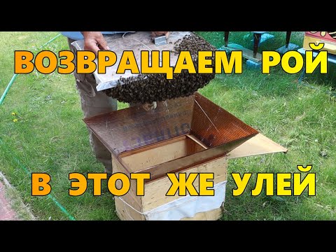 Видео: Возвращаем рой в этот же улей.