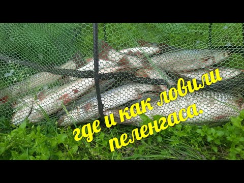 Видео: Где и как мы ловили пеленгаса. Рыбалка на Дону в Ростовской области. Кумженская роща.