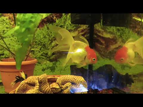 Видео: Кормление мотылем. 