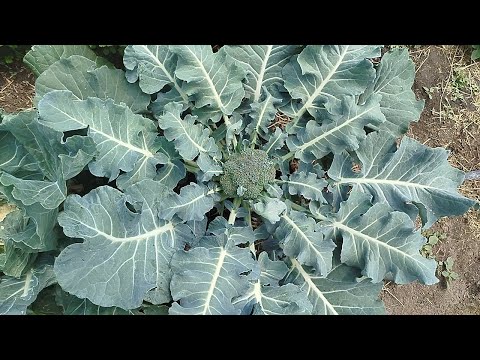 Видео: Мій Город в середині червня 2025