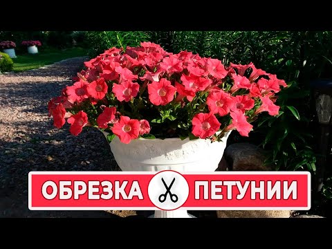 Видео: Обрезка петунии. Когда и зачем
