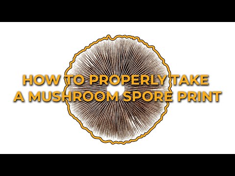 Видео: Как снять споровый отпечаток?