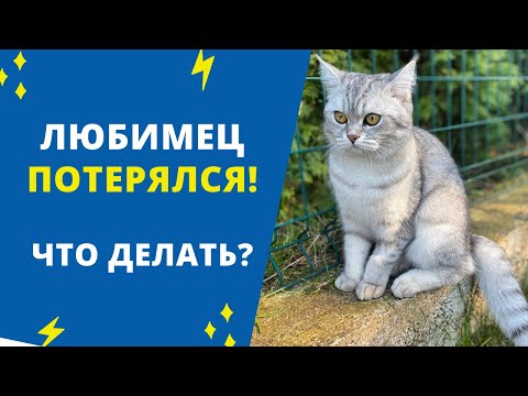 Видео: Пропала собака. Пропала кошка. Что делать? Как найти быстро? || Я - Майя, и я потерялась ||