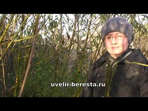 Видео: Заготовка ивовой лозы для плетения корзин ОСЕНЬ-ЗИМА/ лозоплетение: ТВЕРСКАЯ ИВА, Катерина Бочкарёва