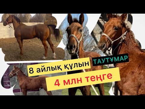 Видео: Тұмардың бел баласы ТАУТҰМАР