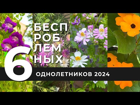 Видео: 👍6 БЕСПРОБЛЕМНЫХ ОДНОЛЕТНИКОВ сезона 2024: КСЕРАНТЕМУМ🌸СХИЗАНТУС🌺ЛИАНЫ…