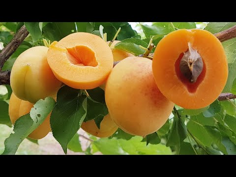 Видео: АБРИКОС СЕЛЕНА !!!APRICOT SELENA!!!