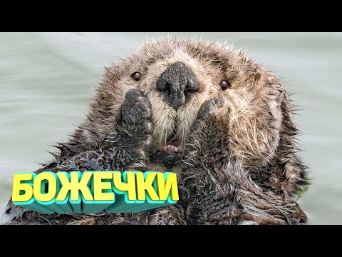 Видео: ЛУЧШИЕ ПРИКОЛЫ 2025 угар до слез тест на психику мемы смешные видео попробуй не засмеяться coub #134