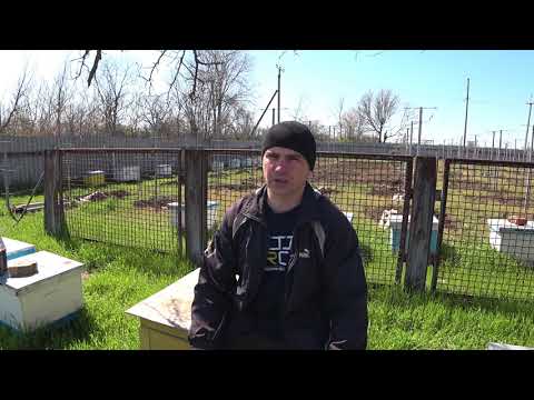 Видео: Идеальный улей для женщин, пожилых людей и людей с проблемами со здоровьем