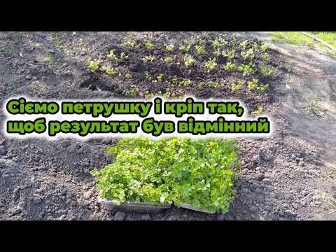 Видео: Сіємо петрушку і кріп так, щоб результат був відмінний