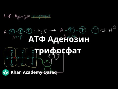 Видео: АТФ Аденозин трифосфат | Қазақ Хан Академиясы