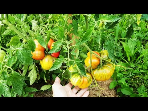 Видео: Здоровые ТОМАТЫ в конце лета БЕЗ обработок, ПОДСОЛНУХ, тыквы, КАБАЧКИ. Дикий ОГОРОД на стройке