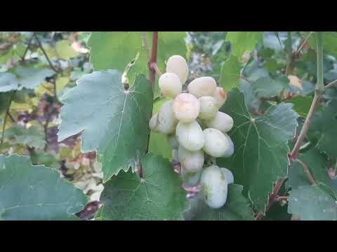 Видео: Эти сорта на удаление