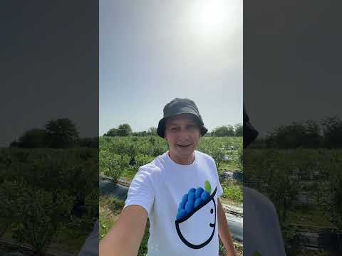 Видео: Обзор промышленной плантации голубики в Сербии. Сорт Дюк. Сбор руками и комбайном.