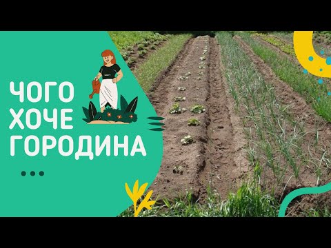 Видео: Розсаду висаджено. Що далі? Чим, як і коли підгодувати?