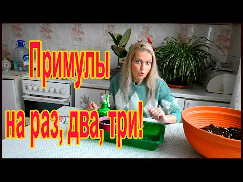 Видео: Сеем примулы на рассаду