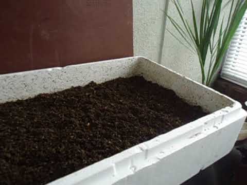 Видео: Дешёвый ящик для разведения червей.