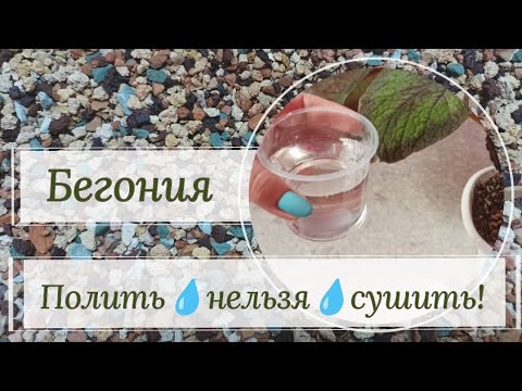 Видео: 💦Полив💦бегоний. Особенности, секреты, тонкости, мифы и реальность!