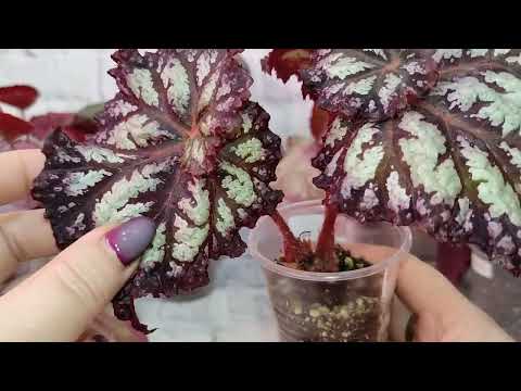 Видео: Бегонии. Мои сорта.