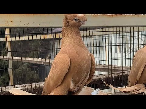 Видео: 13.Aprel Чорсу каптар бозори