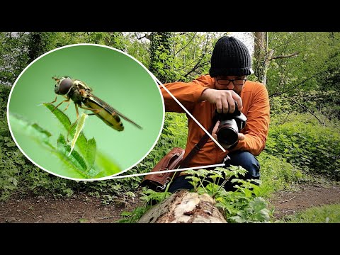 Видео: Учебное пособие по макросъемке с рук: простые советы по фокусировке и настройкам