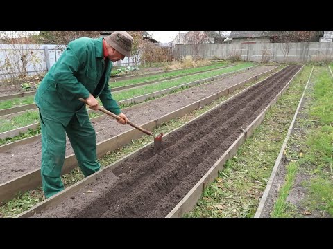 Видео: Этот секрет посадки чеснока на зиму даст огромные головки