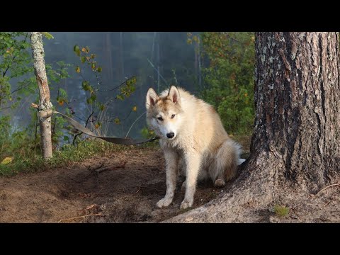 Видео: В тайге утро начал с рыбалки/Карелия/