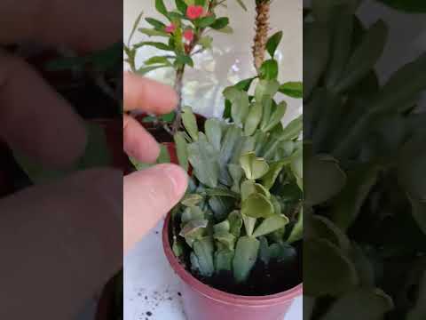 Видео: @imron.zaxidovich декабрис гулини нега гулламаслик сабаблари 