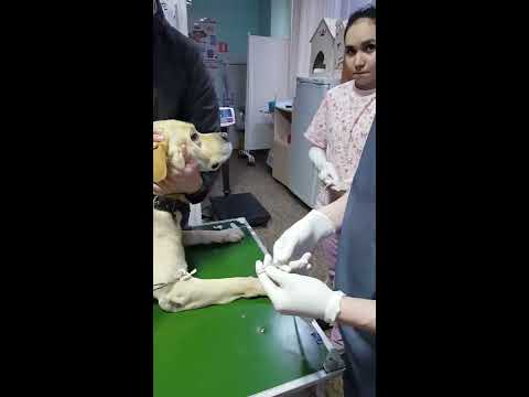 Видео: Экстренно перелили кровь (гематокрит 5)