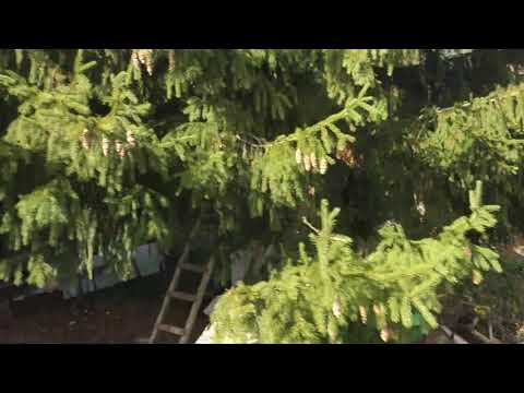 Видео: Соседи захватили мой участок и пытаются доказать что их территория!(1) 28 сентября 2021 г.