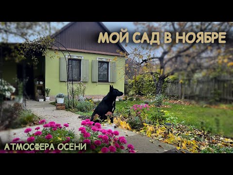 Видео: Куда деваю опавшие листья и ветки перовскии🧡новая клумба у собаки🐾прогулка по саду в ноябре🧡#мійсад