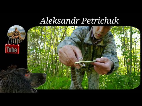 Видео: ЯДОВИТЫЕ ЗМЕИ в Приморском крае. Щитомордник это не гадюка!