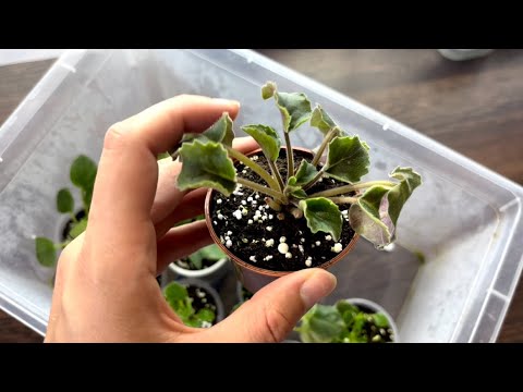 Видео: [Фиалки не укоренились спустя 2 месяца. Что делать?]